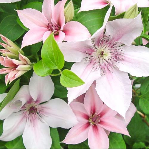 Clematis Jan Paweł II imagine 1 articol 9585