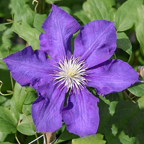 Clematis Lady Betty Balfour imagine 1 articol 1556
