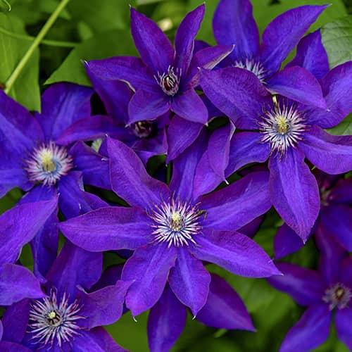 Clematis Lavender Beauty, С2 изображение 1 артикул 5483