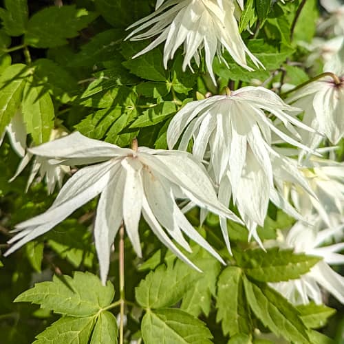 Clematis Lemon Dream, С2 изображение 1 артикул 5484