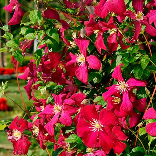 Clematis Madame Julia Correvon imagine 1 articol 90591