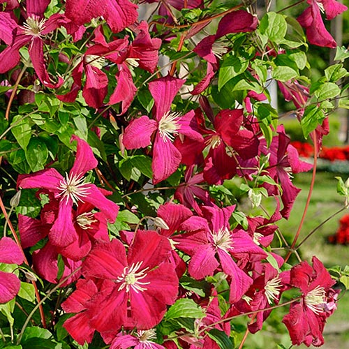 Clematis Madame Julia Correvon imagine 1 articol 9059