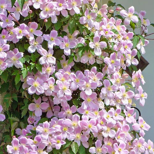 Clematis montana Elizabeth imagine 1 articol 9053