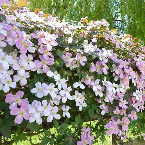 Clematis montana Grandiflora imagine 1 articol 2593