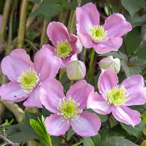 Clematis Montana Tetrarose imagine 1 articol 1558