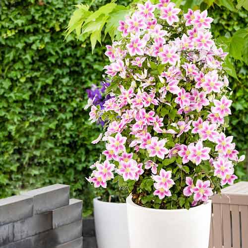 Clematis Pink Fantasy imagine 2 articol 9055