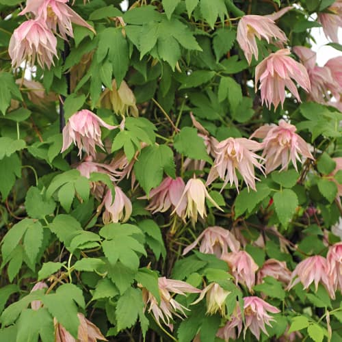 Clematis Pink Swing, С2 изображение 1 артикул 5488
