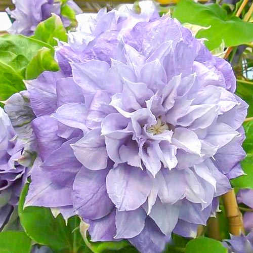 Clematis (Powojnik) Azure Ball interface.image 1 interface.art 4135