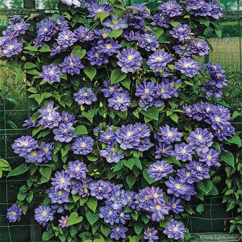 Clematis (Powojnik) Blue Explosion interface.image 1 interface.art 4132