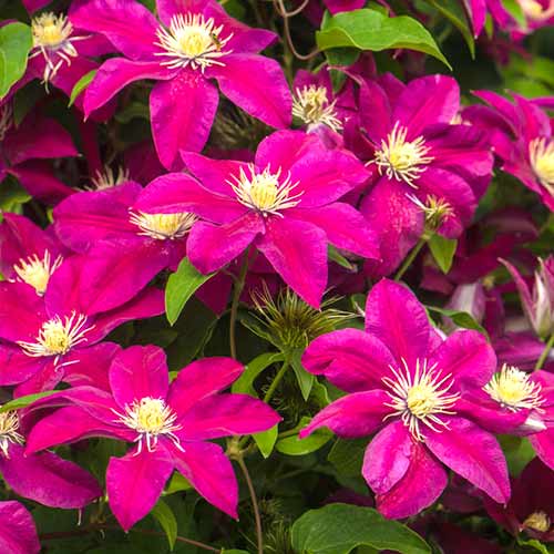 Clematis (Powojnik) Burgundy interface.image 1 interface.art 4758