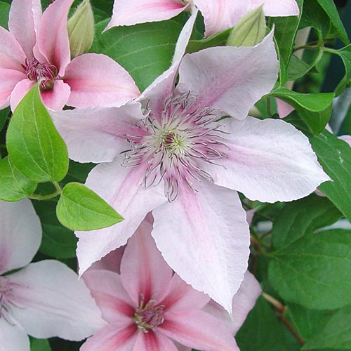 Clematis (Powojnik) Jan Paweł II interface.image 1 interface.art 4121
