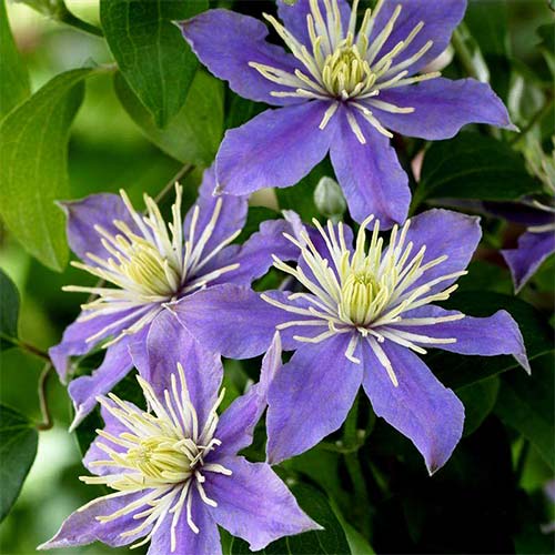 Clematis (Powojnik) Justa interface.image 1 interface.art 4117