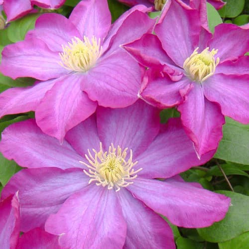 Clematis (Powojnik) Kakio Pink Champange interface.image 1 interface.art 1554