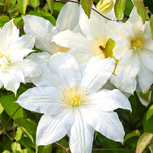 Clematis (Powojnik) Lemon Chiffo, P9 interface.image 1 interface.art 4120