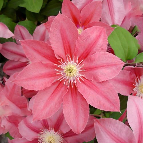 Clematis (Powojnik) Little Mermaid, P9 interface.image 1 interface.art 1557