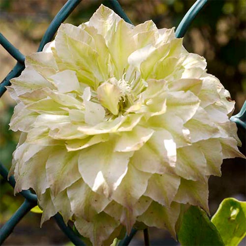 Clematis (Powojnik) Midori interface.image 1 interface.art 4129