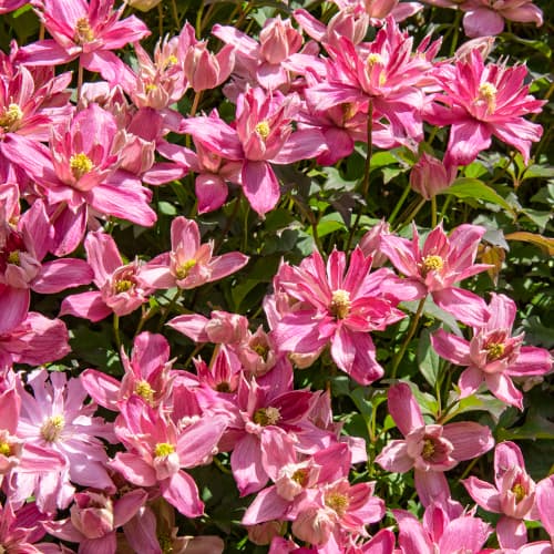 Clematis (Powojnik) Montana Broughton Star, P9 interface.image 1 interface.art 5652