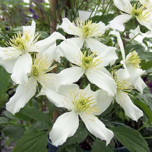 Clematis (Powojnik) Montana Wilsonii interface.image 1 interface.art 1559