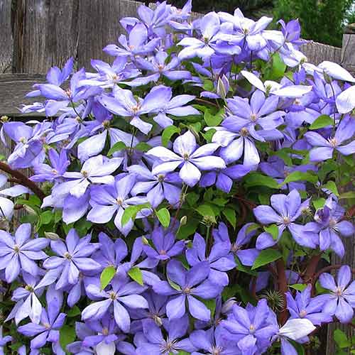 Clematis (Powojnik) Mrs Cholmondeley interface.image 1 interface.art 4761