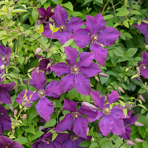Clematis (Powojnik) Polish Spirit interface.image 1 interface.art 4119