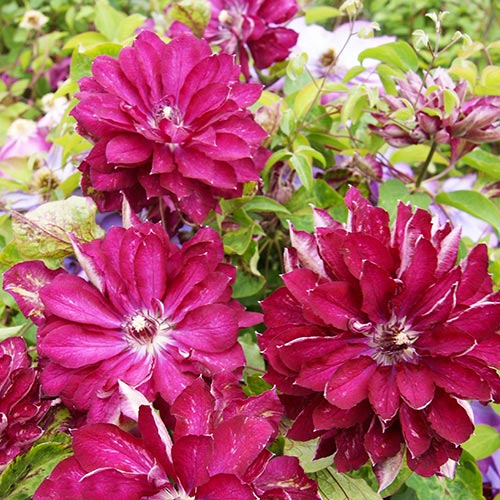 Clematis (Powojnik) Red Star interface.image 1 interface.art 4126