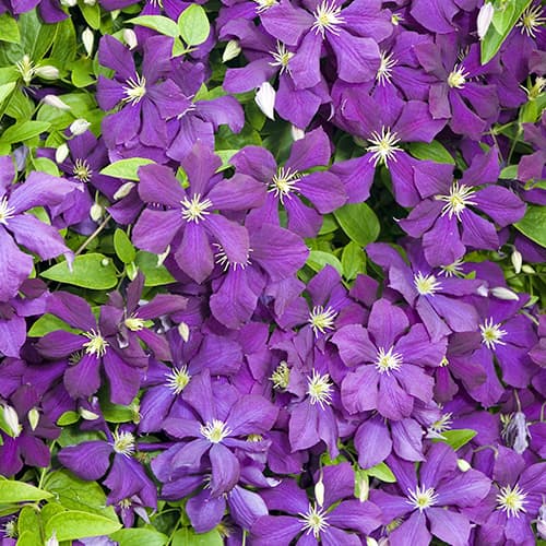 Clematis (Powojnik) Romantica interface.image 1 interface.art 4763