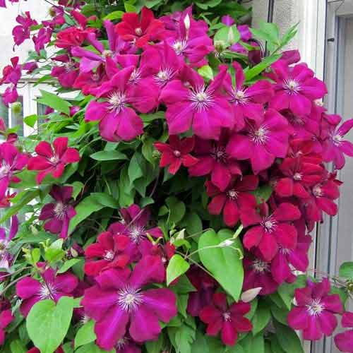 Clematis (Powojnik) Rouge Cardinal interface.image 2 interface.art 9057