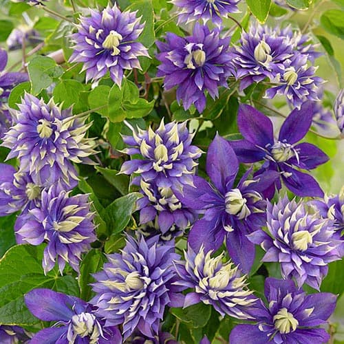 Clematis (Powojnik) Taiga interface.image 1 interface.art 76686