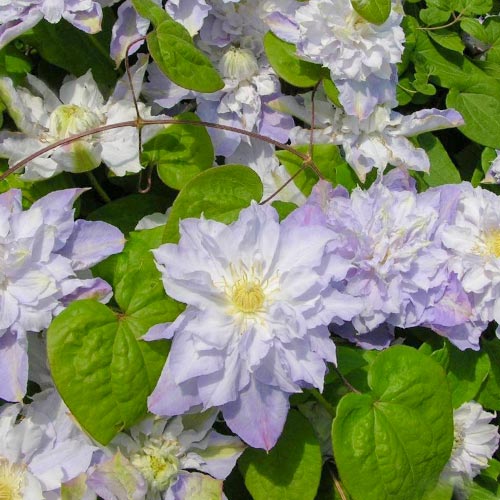Clematis (Powojnik) Veronica's Choice interface.image 1 interface.art 4128