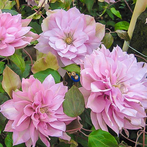 Clematis (Powojnik) Violet Elizabeth interface.image 1 interface.art 4124