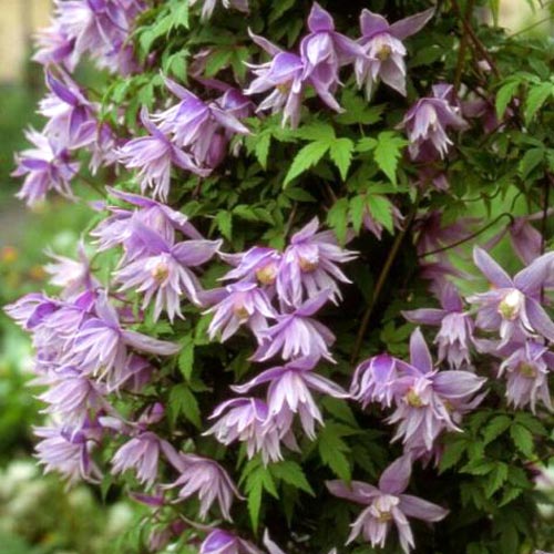 Clematis (Powojnik) Violet Pink interface.image 1 interface.art 2418