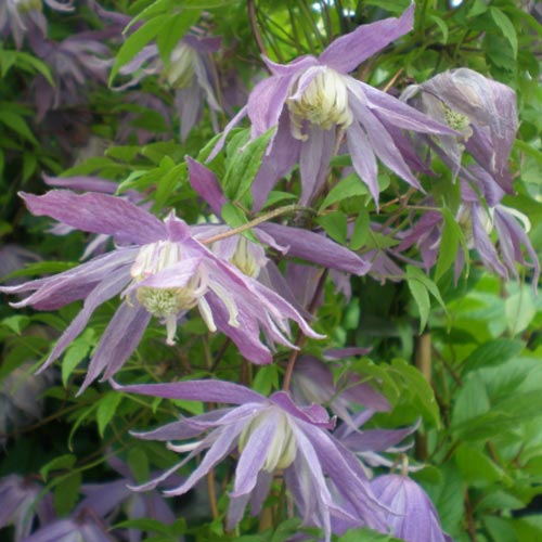 Clematis (Powojnik) Violet Pink interface.image 2 interface.art 2418