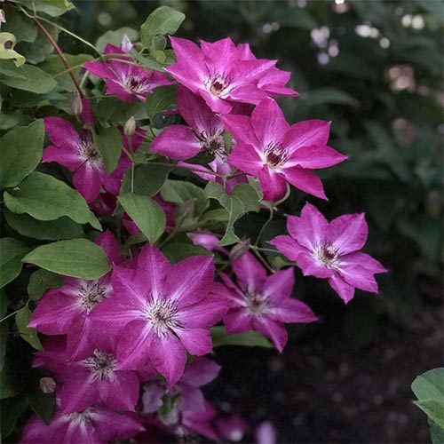 Clematis (Powojnik) Viva Polonia interface.image 1 interface.art 4133