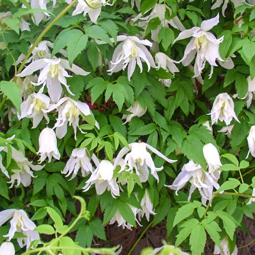 Clematis (Powojnik) White Swan interface.image 1 interface.art 4130