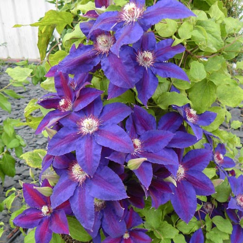 Clematis (Powojnik) Wildfire interface.image 1 interface.art 4123