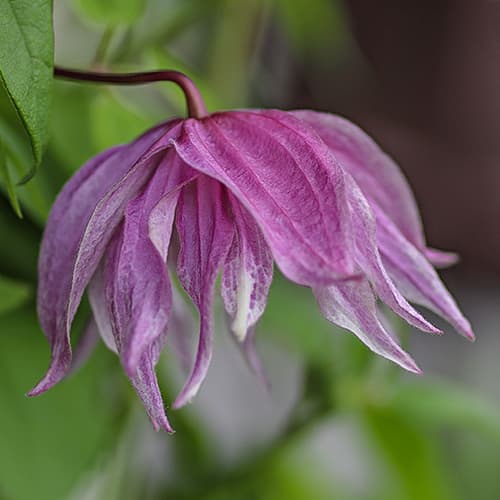 Clematis Purple Dream, С2 изображение 1 артикул 7762