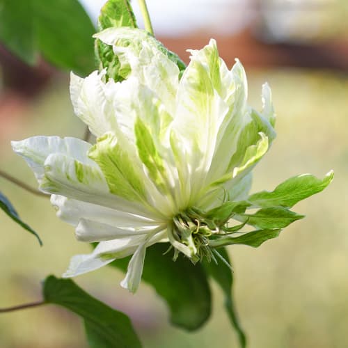 Clematis Sen-No-Kaze, P9 imagine 1 articol 5654