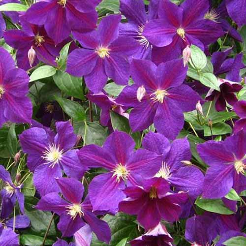 Clematis Star of India imagine 1 articol 4765