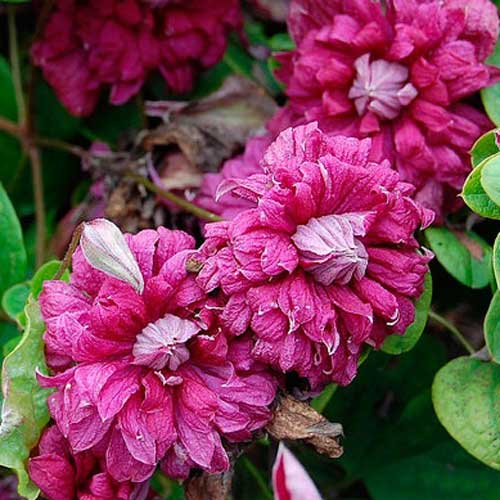 Clematis Vivienne Pennell imagine 1 articol 64064