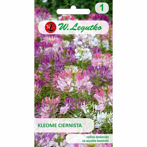 Planta păianjen (Cleoma), mix multicolor imagine 1 articol 96715