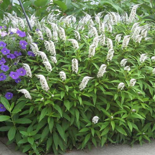 Clethra alnifolia imagine 1 articol 4424