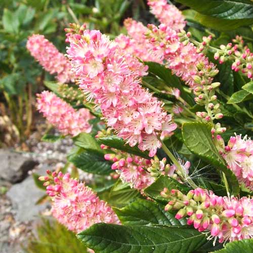 Clethra Pink Spire imagine 2 articol 9529