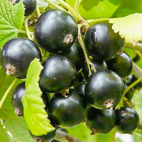 Coacăz negru Ruben imagine 1 articol 7580