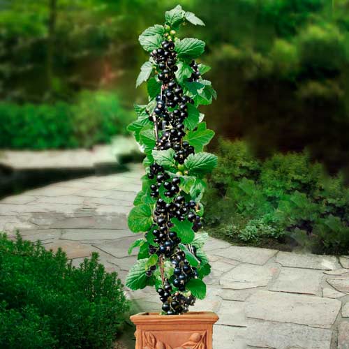 Coacăz negru pe tulpină Ruben imagine 1 articol 8009