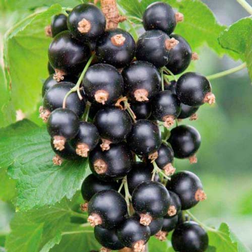 Coacăz negru pe tulpină Vernissage imagine 2 articol 8011