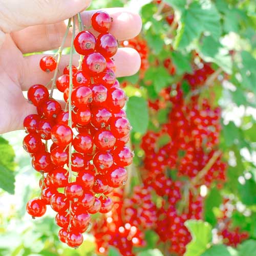 Coacăz roșu Rolan imagine 1 articol 7602