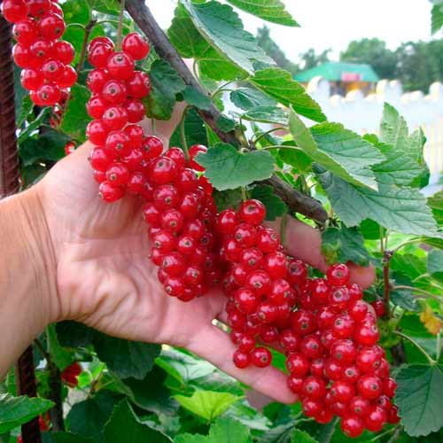 Coacăz roșu de Olanda imagine 1 articol 7567