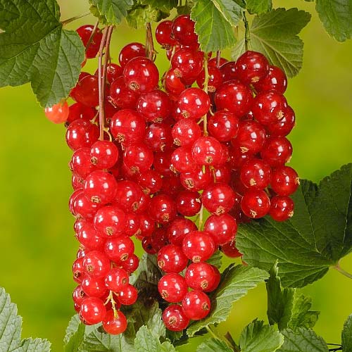 Coacăz roșu JVT imagine 1 articol 7688