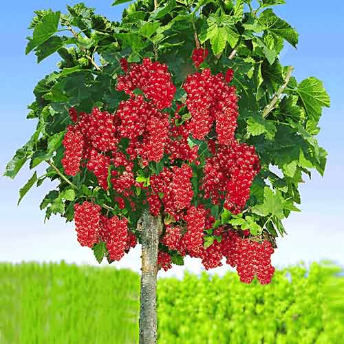 Coacăz roșu pe tulpină Rosseta imagine 1 articol 8012