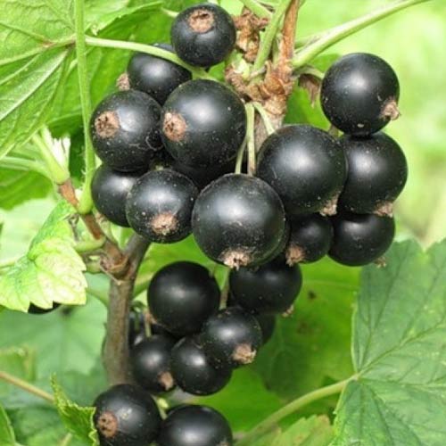 Coacăz negru Tiben imagine 1 articol 7600